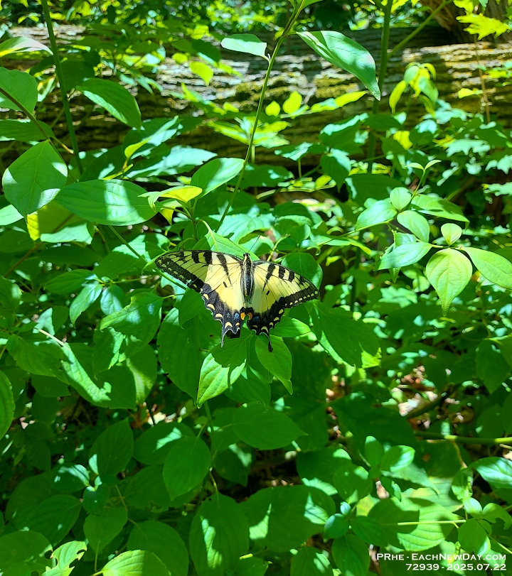 72939CrLeUsm - Swallowtail along the West Ridge Trail